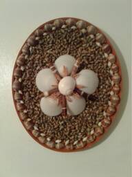 Seashell Wall Decor - thumbnail 1