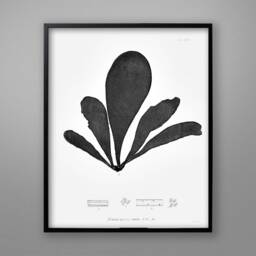 Botanical Seaweed Art Print 1859 Nautical Nature Poster - thumbnail 3