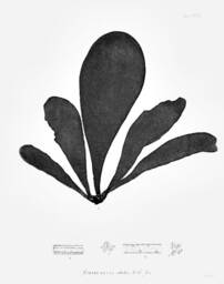 Botanical Seaweed Art Print 1859 Nautical Nature Poster - thumbnail 2