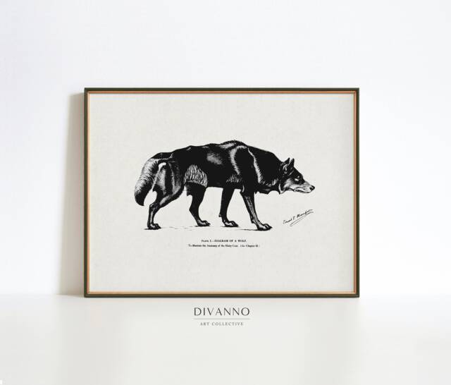 Rustic Wolf Drawing Print, Winter Animal Wall Decor, Classic Ancient Dog Study Sketch, Victorian Naturalists Art Wildlife Poster, Printable - image 1
