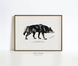 Rustic Wolf Drawing Print, Winter Animal Wall Decor, Classic Ancient Dog Study Sketch, Victorian Naturalists Art Wildlife Poster, Printable - thumbnail 1