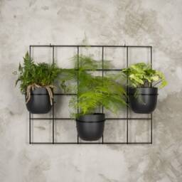 Hedera 3 Set2 Wall Trellis Grid Plant Hanger Pflanzenaufh??nger Blumenaufhanger Kwietnik Plante Cintre - thumbnail 3