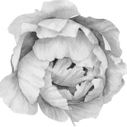 Black & White Peony #5 Removable Wall Decal Individual Blooming Peonies Baby Girl Room Nursery Decor - Customize Your Own Sticker Set - thumbnail 4