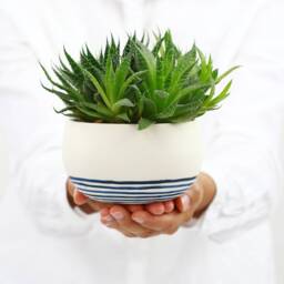 Minimalist Porcelain Colorful Planter.handmade Ceramic Cactus. Geometric Air Planter. Wedding Serving Bowl Design By Conceptstudio - thumbnail 2