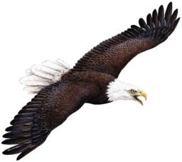 Eagle Wall Decal