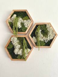 "Moss Wall Art Honeycomb - Five Sizes, 5"" X 6"", 8"" 9"", 10"" 11 1/2"", 12"" 13 3/4"" Or 14"" 16" - thumbnail 1