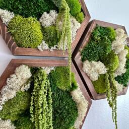 "Moss Wall Art Honeycomb - Five Sizes, 5"" X 6"", 8"" 9"", 10"" 11 1/2"", 12"" 13 3/4"" Or 14"" 16" - thumbnail 2