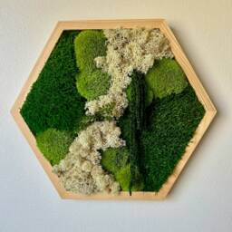 "Moss Wall Art Honeycomb - Five Sizes, 5"" X 6"", 8"" 9"", 10"" 11 1/2"", 12"" 13 3/4"" Or 14"" 16" - thumbnail 3