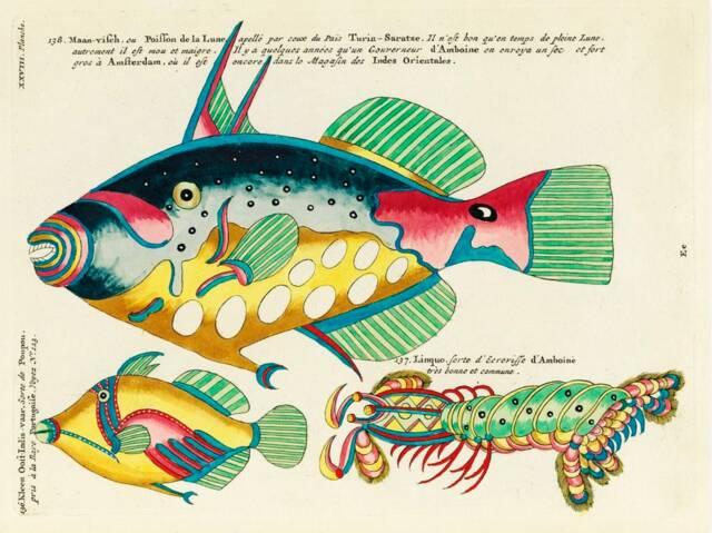 Vintage Fish Print, Nature Louis Reynard Print