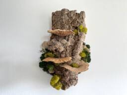 Floating Forest Art Gift, Moss On Cork Bark Natural Wall Decor, Ecofriendly Hanging Bark, Preserved & Mushrooms, Vertical Garden Indoor - thumbnail 1