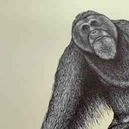 Sumatran Orangutan Art Print With Cream Background // A4 Or A3 Pen Drawing, Home Decor, Wildlife Print, Animal - thumbnail 2