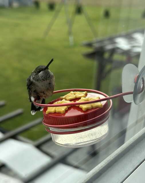 1 Hum-Drum??? & Window Perch 3 Port Mini Hand Held Hummingbird Feeders - image 1