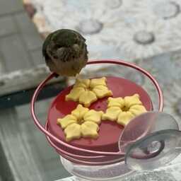 1 Hum-Drum??? & Window Perch 3 Port Mini Hand Held Hummingbird Feeders - thumbnail 2