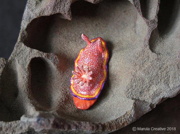 Albo The Nudibranch - Goniobranchus Albopunctatus - image 1