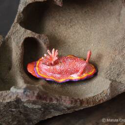 Albo The Nudibranch - Goniobranchus Albopunctatus - thumbnail 2