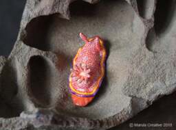 Albo The Nudibranch - Goniobranchus Albopunctatus