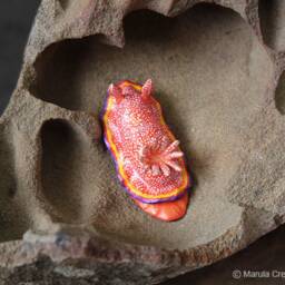 Albo The Nudibranch - Goniobranchus Albopunctatus - thumbnail 4