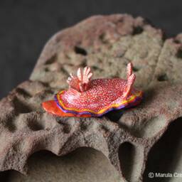 Albo The Nudibranch - Goniobranchus Albopunctatus - thumbnail 3
