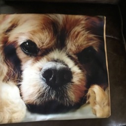 Cavalier King Charles Spaniel, Blenheim Pet Portrait Pillow Cover, Top Quality, Double Sided, Zipper, Machine Washable, Super Soft - thumbnail 2