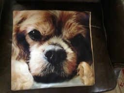 Cavalier King Charles Spaniel, Blenheim Pet Portrait Pillow Cover, Top Quality, Double Sided, Zipper, Machine Washable, Super Soft - thumbnail 1