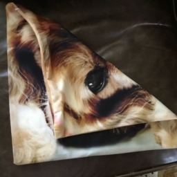 Cavalier King Charles Spaniel, Blenheim Pet Portrait Pillow Cover, Top Quality, Double Sided, Zipper, Machine Washable, Super Soft - thumbnail 3