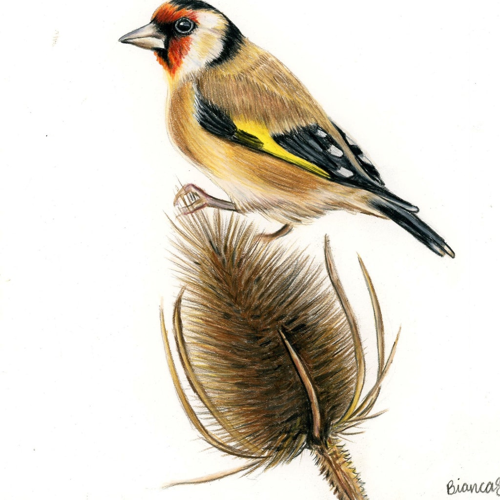 Goldfinch Drawing, Realistic Artwork, Bird Wall Decor, Hand Drawn