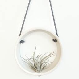 Support Pour Plante A??rienne Blanc , Circulaire Tillandsia D??coration Murale Plantes - thumbnail 3