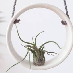 Support Pour Plante A??rienne Blanc , Circulaire Tillandsia D??coration Murale Plantes - thumbnail 2