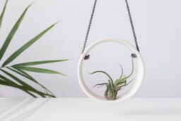 Support Pour Plante A??rienne Blanc , Circulaire Tillandsia D??coration Murale Plantes - thumbnail 1
