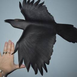 Leather Bird - Raven Wall Hanging 9 Inch Wingspan, 12 Or 15 Wingspan Upgrades - thumbnail 2