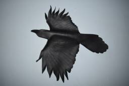Leather Bird - Raven Wall Hanging 9 Inch Wingspan, 12 Or 15 Wingspan Upgrades