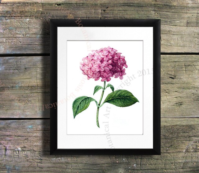 Pink Hydrangea Botanical Art Print, Antique Style Reproduction - 8x10 - image 1