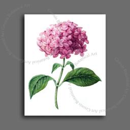 Pink Hydrangea Botanical Art Print, Antique Style Reproduction - 8x10 - thumbnail 2