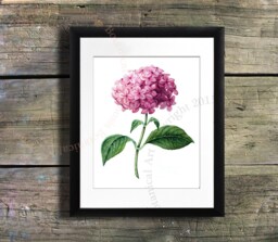 Pink Hydrangea Botanical Art Print, Antique Style Reproduction - 8x10 - thumbnail 1