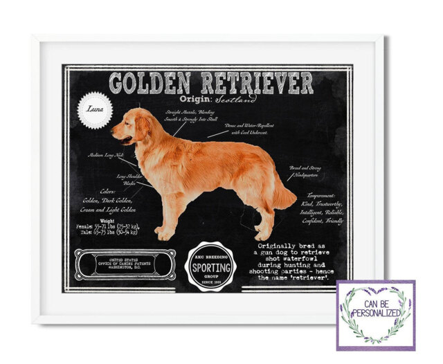 Golden Retriever Antique Architecture Patent Drawing Print/Wall Art Retriever Gift/ Akc Breed Info/Home Decor/ - image 1