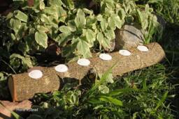 Tealight Candle Log Holder, Large 6-Candle Rustic Wood - thumbnail 1