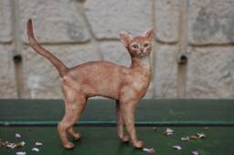 Abyssinian Cat Figurine(Shall We Take A Walk Together? - thumbnail 1