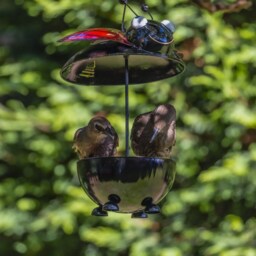 Handmade Ladybird Bird Feeder. Outdoor Metal Hanging - 2-2B - thumbnail 2