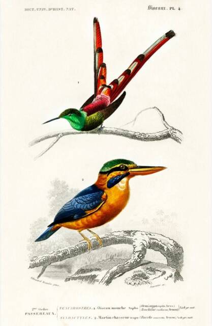 Vintage Kingfisher & Hummingbird Print, Print