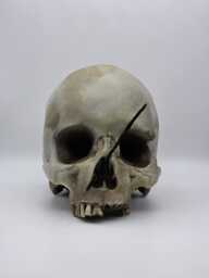 Axed. Human Skull Replica . Realistic Plaster Of Paris Life Size Replica - thumbnail 1