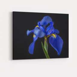 Royal Blue Iris Flower Portrait Dramatic Botanical Photography Canvas Wall Art Print Decor Picture Ready To Hang - thumbnail 4