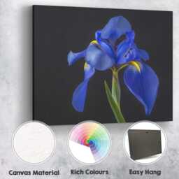 Royal Blue Iris Flower Portrait Dramatic Botanical Photography Canvas Wall Art Print Decor Picture Ready To Hang - thumbnail 2