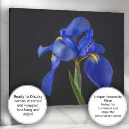 Royal Blue Iris Flower Portrait Dramatic Botanical Photography Canvas Wall Art Print Decor Picture Ready To Hang - thumbnail 3