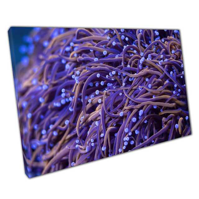 Purple Euphyllia Gold Torch Coral Canvas Wall Art For Home Office Decor Vibrant Sea Life Print - image 1