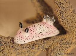"Unna The Nudibranch - Jorunna Parva ""Sea Bunny" - thumbnail 1