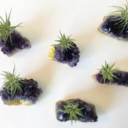Purple Amethyst Geode Gold Dipped Air Plant Holder Boho Or Zen Home Decor - thumbnail 3