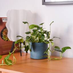 Minimalist Concrete Planter Small Apartment & Large Home Decor - thumbnail 2