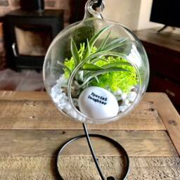 "Diy Terrarium Air Plant Kit, " - thumbnail 2