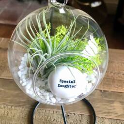 "Diy Terrarium Air Plant Kit, " - thumbnail 3