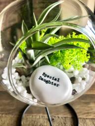 "Diy Terrarium Air Plant Kit, " - thumbnail 1